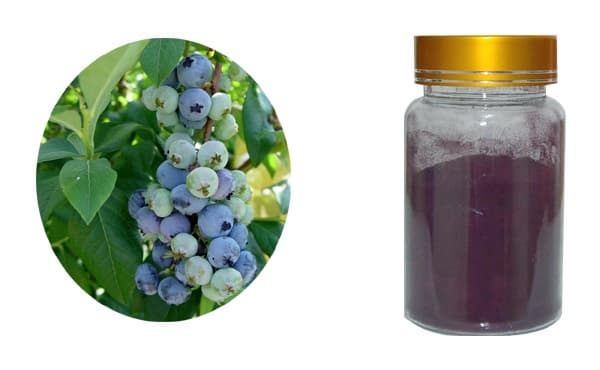 bilberry extract
